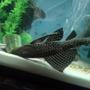 freshwater fish stocking in 75 gallons tank - My 16" common pleco.
