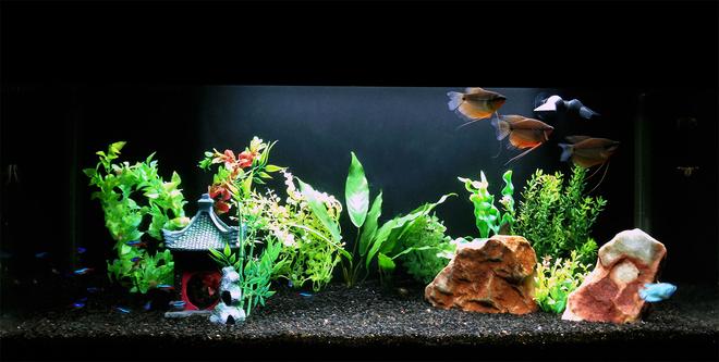 40 gallons freshwater fish tank (mostly fish and non-living decorations) - Gourami Temple