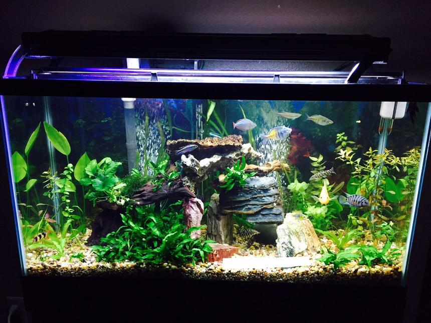 Rated #18: 40 Gallons Planted Tank - My 40 Gallon Planted tank