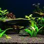 100 gallons planted tank (mostly live plants and fish) - plant tank with rock and wood