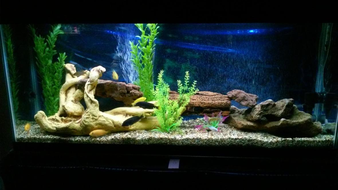 55 gallons freshwater fish tank (mostly fish and non-living decorations) - Back in action...