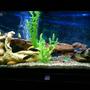 55 gallons freshwater fish tank (mostly fish and non-living decorations) - Back in action...