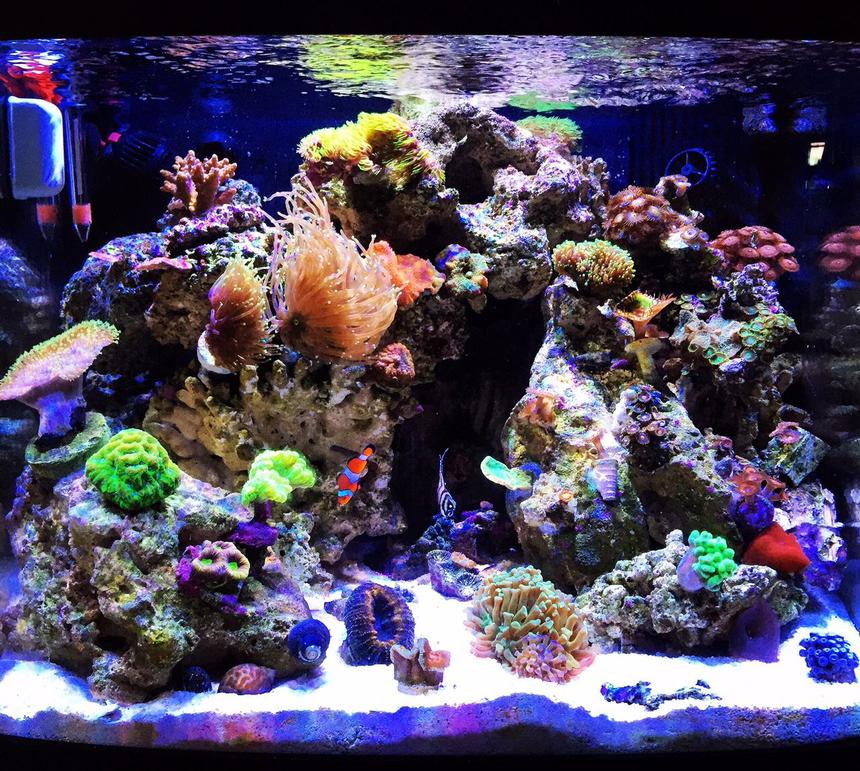 Rated #3: 40 Gallons Reef Tank - My 29 Gallon Biocube with Ecotech Radion lighting