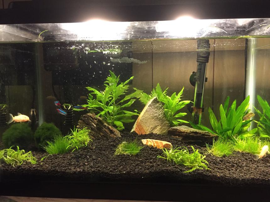 Rated #47: 10 Gallons Planted Tank - replanted