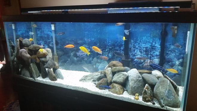 75 gallons freshwater fish tank (mostly fish and non-living decorations) - 75 Gallon Mixed Malawi Cichlid tank