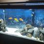 75 gallons freshwater fish tank (mostly fish and non-living decorations) - 75 Gallon Mixed Malawi Cichlid tank