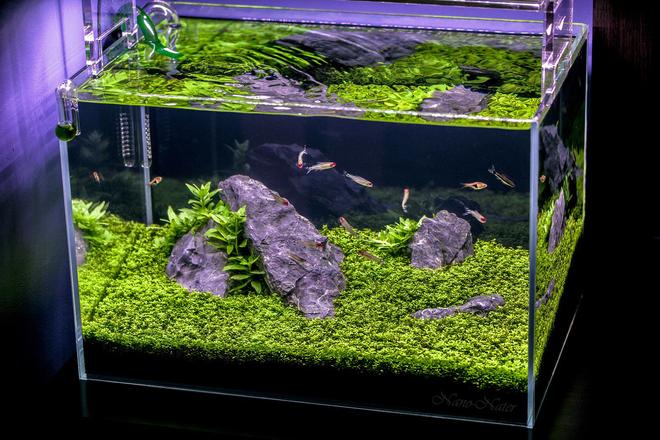 10 gallons planted tank (mostly live plants and fish) - 10 Gallons Started April 1rst 2015,Date of Shot: June 13th 2015. This shot shows the Aquarium as if you were viewing it in person. I used a B+W Polarized Filter to acheive this.
 ~Camera:Canon 5D MarkII, Lens:Canon 100mm f2.8L IS USM Macro