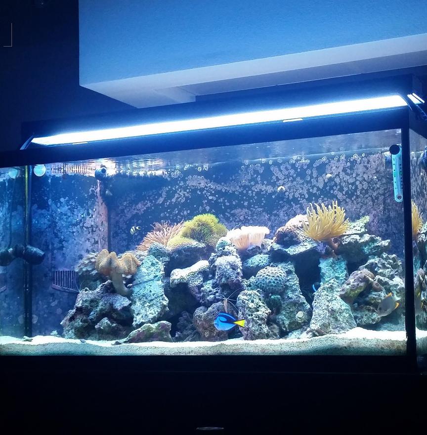 Rated #20: 90 Gallons Reef Tank - My tank is a 90 Gallon Reef Tank.  A 2 bulb T 5 and a 48 inch LED Edge. 20/25 gallon sump with refug ium and Eshopps skimmer. There are three power heads in the tank. 2 450 gph hydors and one wave maker 1350gph
There are six fish in the tank:
2 Clowns
Leopard Wrasse
Blue Hippo Tang
Tomani Tang
Watchman Goby
Several shrimp including a fire, few cleaners and a few peppermint along with a black long spine urchin and snails.
2 Anenomes (Rose Bulb and Condi)
Over 10 corals.