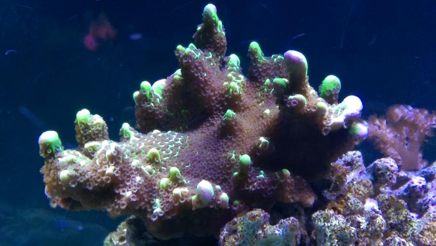 Rated #420: Corals Inverts Stocking In 75 Gallons Tank - montipora spongodes