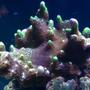 corals inverts stocking in 75 gallons tank - montipora spongodes