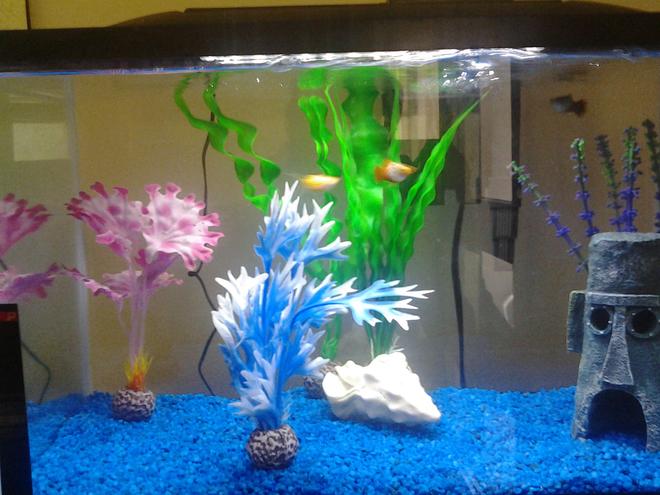 10 gallons freshwater fish tank (mostly fish and non-living decorations) - 10 gallon marineland with two
 platies and a balloon belly molly