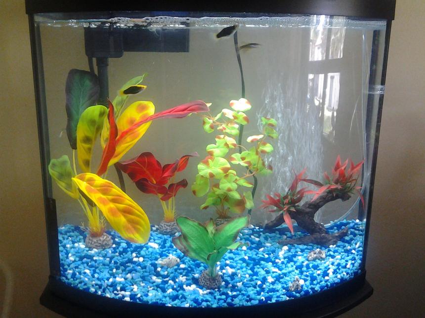 Rated #30: Freshwater Fish Stocking In 10 Gallons Tank - 16 gallon bowfront with two platies and three zebra danios.