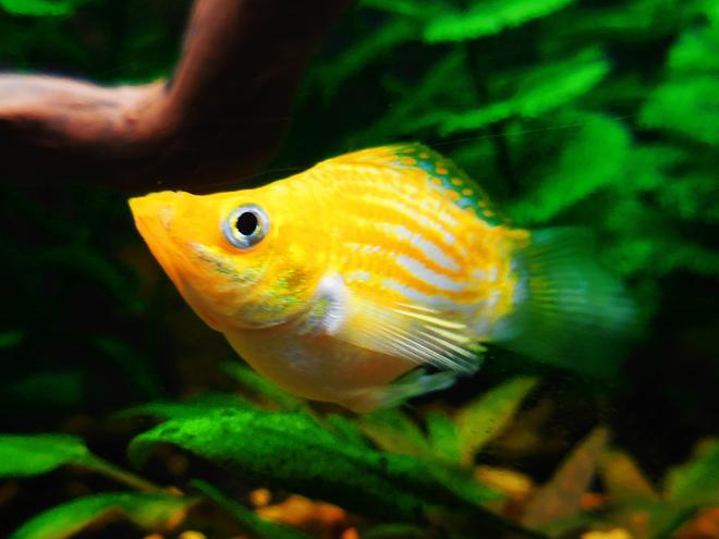 freshwater fish stocking in 55 gallons tank - Beautiful Balloon