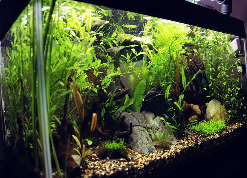 Rated #11: 15 Gallons Planted Tank - side viwe
