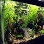 15 gallons planted tank (mostly live plants and fish) - side viwe