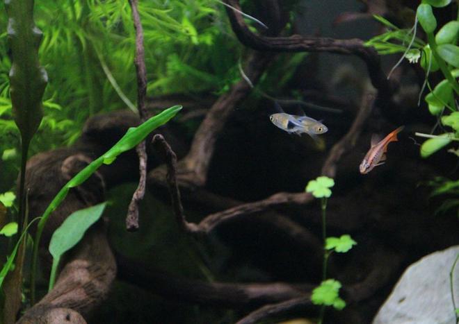 freshwater fish stocking in 15 gallons tank - fish