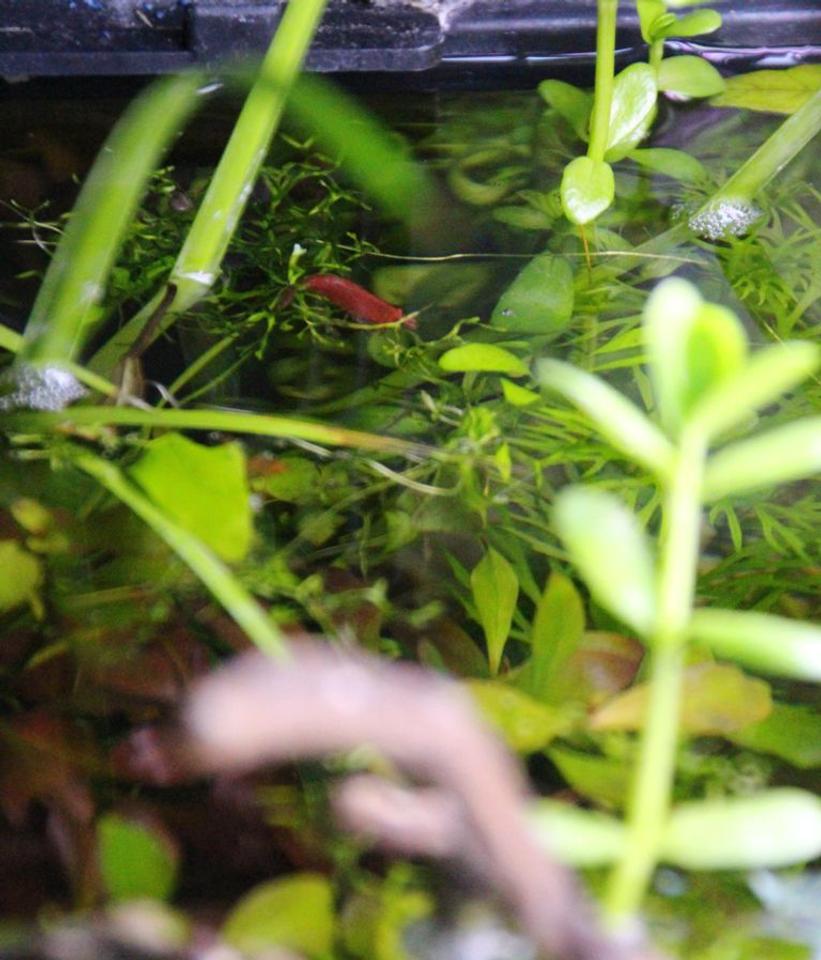 Rated #5: Corals Inverts Stocking In 15 Gallons Tank - shrimp