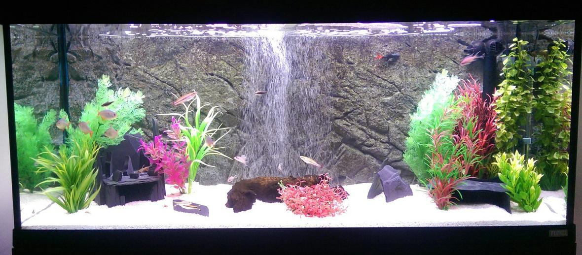 55 gallons freshwater fish tank (mostly fish and non-living decorations) - Fluval Roma 240
