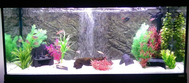 55 gallons freshwater fish tank (mostly fish and non-living decorations) - Fluval Roma 240