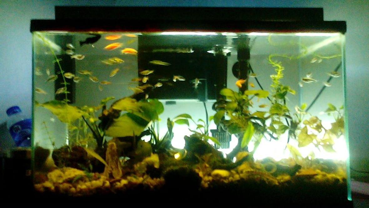10 gallons planted tank (mostly live plants and fish) - anubias nana, anubias petite, red tiger lotus, green tiger lotus with kuhli loach