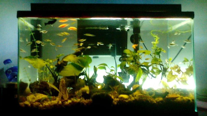 Rated #67: 10 Gallons Planted Tank - anubias nana, anubias petite, red tiger lotus, green tiger lotus with kuhli loach