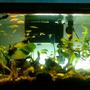 10 gallons planted tank (mostly live plants and fish) - anubias nana, anubias petite, red tiger lotus, green tiger lotus with kuhli loach