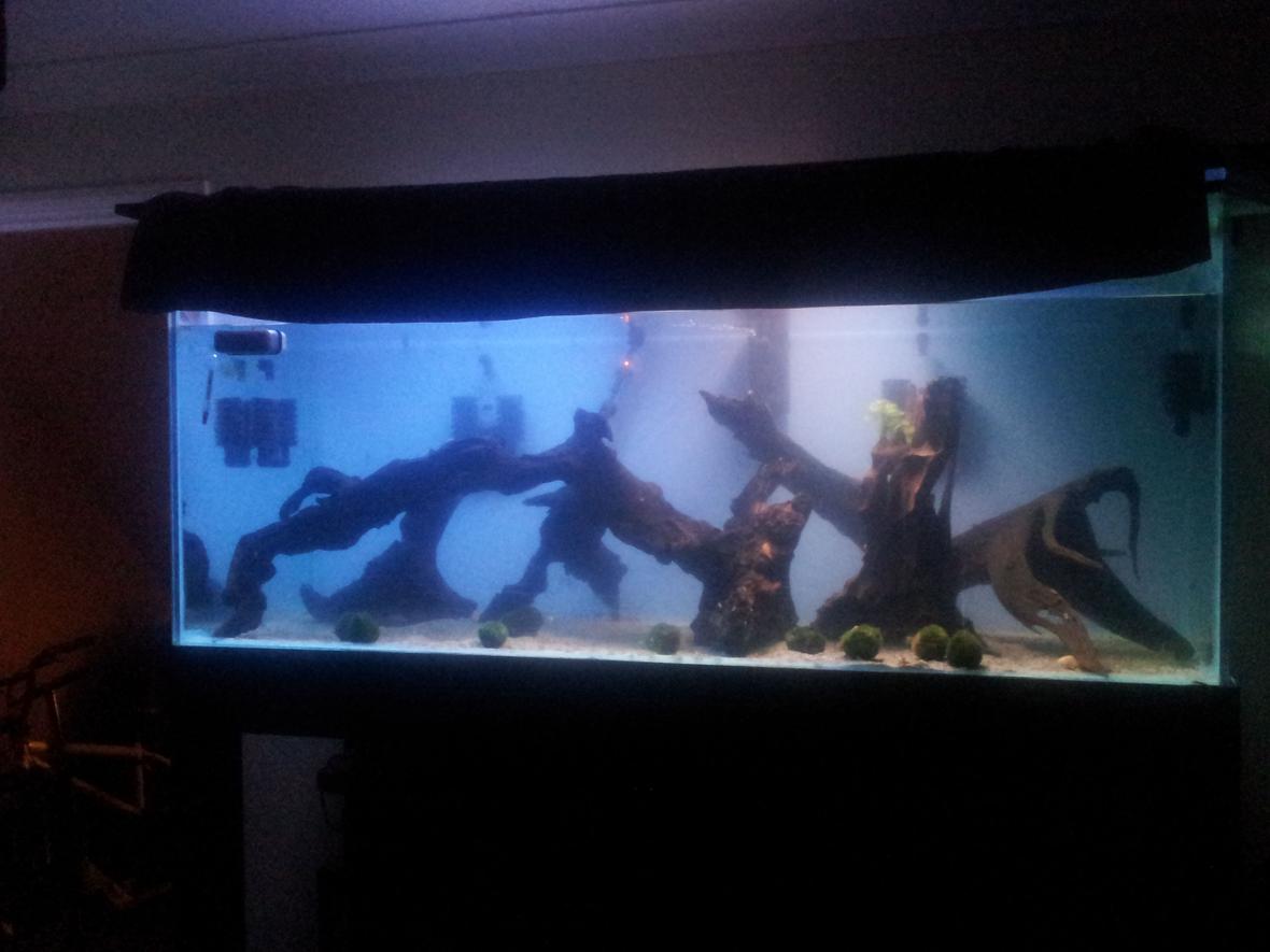 150 gallons freshwater fish tank (mostly fish and non-living decorations) - 560 litre shrimp tank