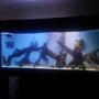 150 gallons freshwater fish tank (mostly fish and non-living decorations) - 560 litre shrimp tank
