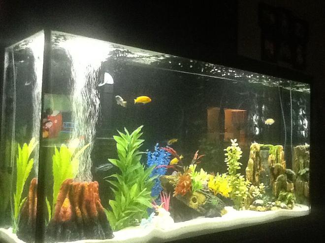 60 gallons freshwater fish tank (mostly fish and non-living decorations) - Marineland 60 gallon with Marineland 350 filter