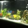 fish tank picture - Second picture