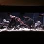 75 gallons freshwater fish tank (mostly fish and non-living decorations) - New setup