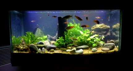 15 gallons planted tank (mostly live plants and fish) - various ferns, various anubias,various Cryptocorynes,  drift wood, river pellets, bosemani raibows, Harlequin Rasobras