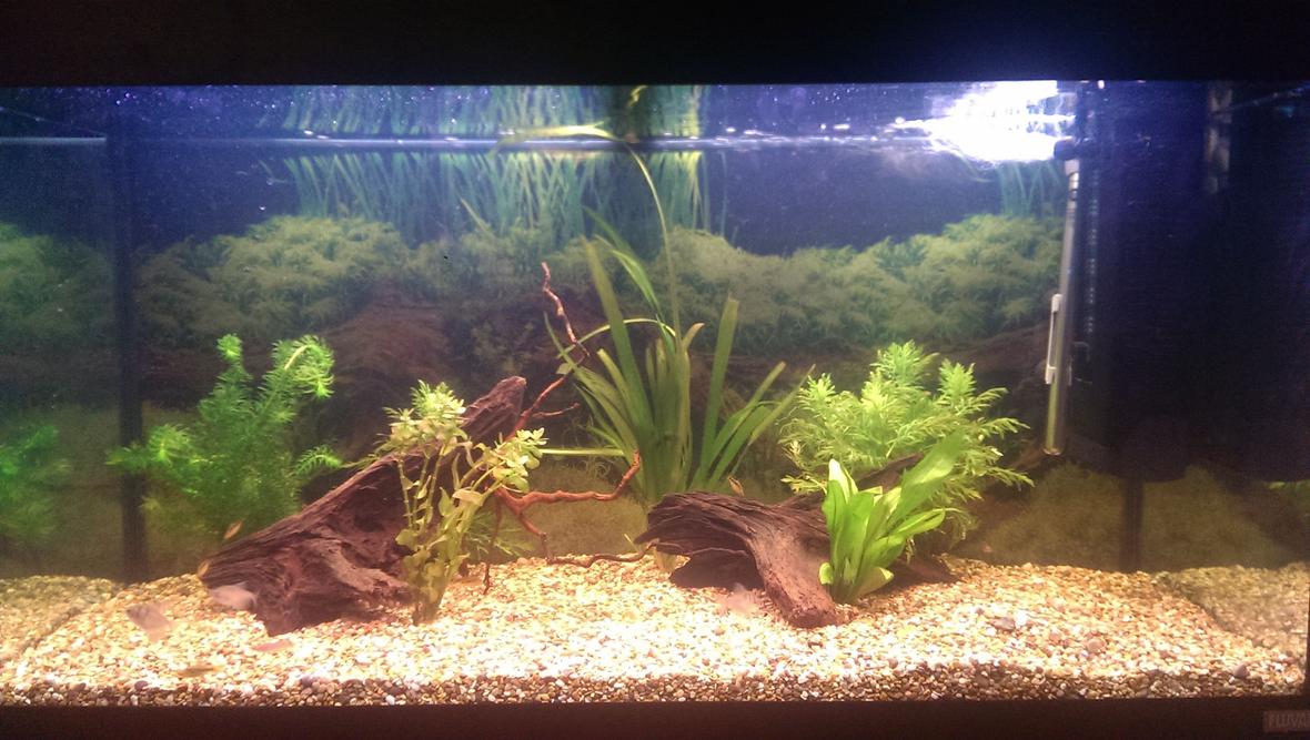 40 gallons planted tank (mostly live plants and fish) - Slowly getting there