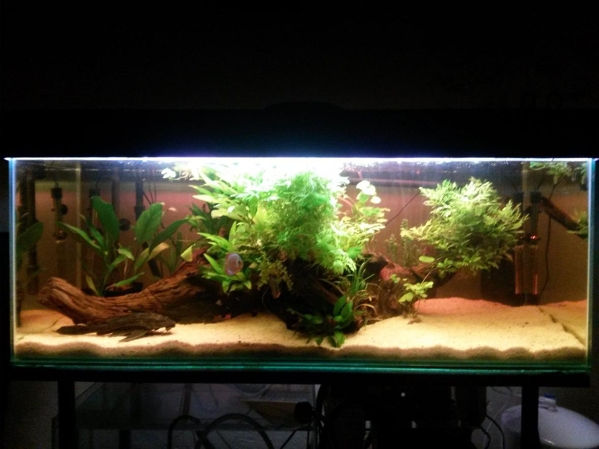 55 gallons planted tank (mostly live plants and fish) - The 2 plecs will be moved out as soon as possible, I am planing on adding 30 cardinals as wel as 4 more discus.