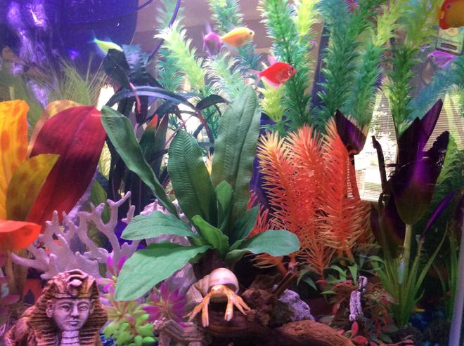 20 gallons freshwater fish tank (mostly fish and non-living decorations) - My discription of my aquarium would be: My New Aquarium. With things I am interested in.
The Sphix, Greek Ruins, Treasure Hunting, Scuba Diving, Different Plants, Mermaids, and Lots Of Color!