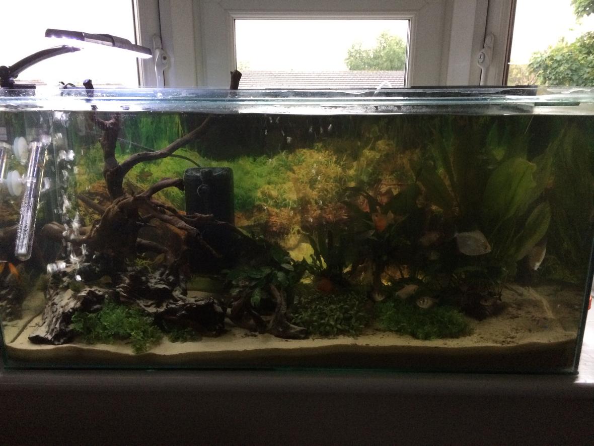 27 gallons freshwater fish tank (mostly fish and non-living decorations) - Fresh water fish