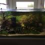 27 gallons freshwater fish tank (mostly fish and non-living decorations) - Fresh water fish