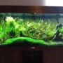 30 gallons planted tank (mostly live plants and fish) - My Rio 180 planted tank.