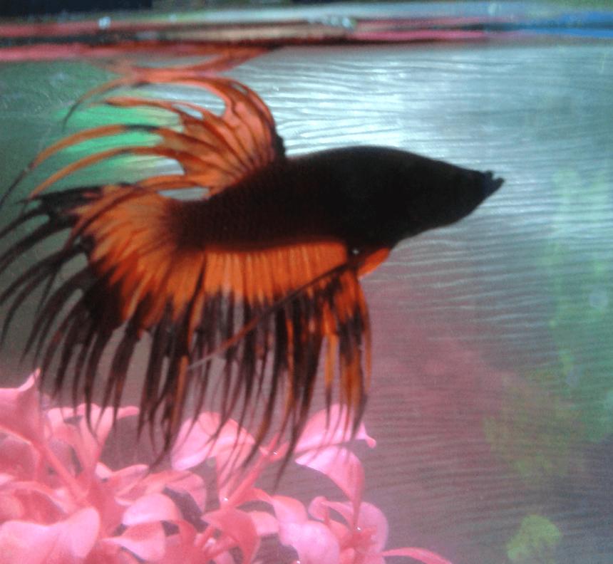 Rated #25: Freshwater Fish Stocking In 15 Gallons Tank - Crowntail Betta "Scarlet"