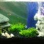 15 gallons freshwater fish tank (mostly fish and non-living decorations) - 15 Gallon, communal tank