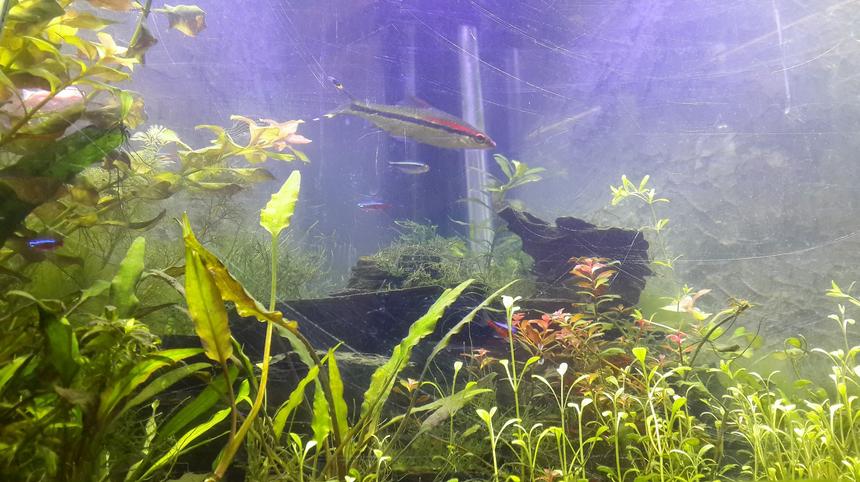 Rated #50: 50 Gallons Planted Tank - mt planted