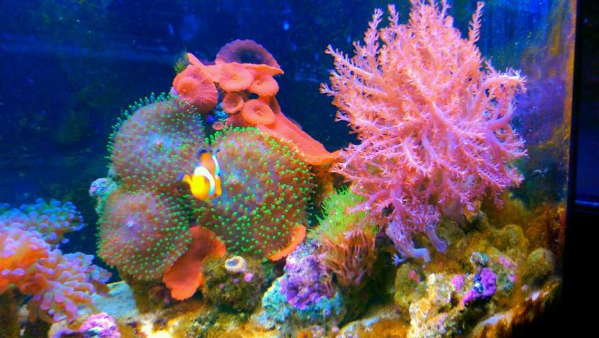 Rated #7: 20 Gallons Reef Tank - Clown fish..Kenya tree..green star polyps...green hairy mushroom..red mushroom..purple/orange ricordea..waving hands