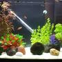 16 gallons freshwater fish tank (mostly fish and non-living decorations) - One plastic plant and weighted and potted plants and moss balls. A relatively peaceful community tank with one feisty guppy and a dive bombing red phantom.