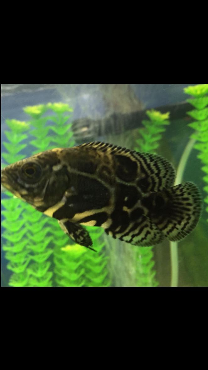 Rated #11: Freshwater Fish Stocking In 55 Gallons Tank - Oscar