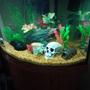 55 gallons freshwater fish tank (mostly fish and non-living decorations) - 55 gallon bow front freshwater