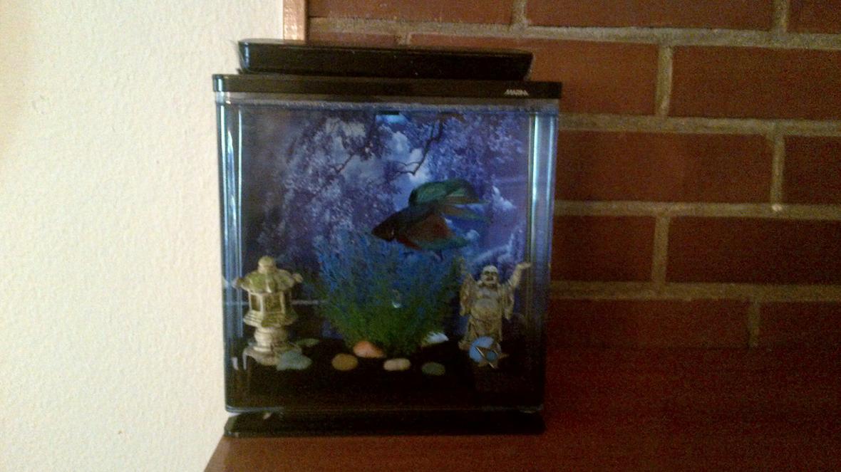 freshwater fish stocking in 1 gallon tank - Betta kit 0.8 gallon.