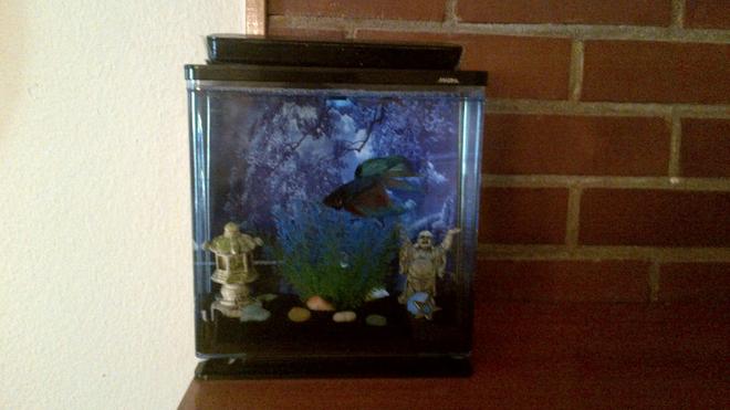 freshwater fish stocking in 1 gallon tank - Betta kit 0.8 gallon.