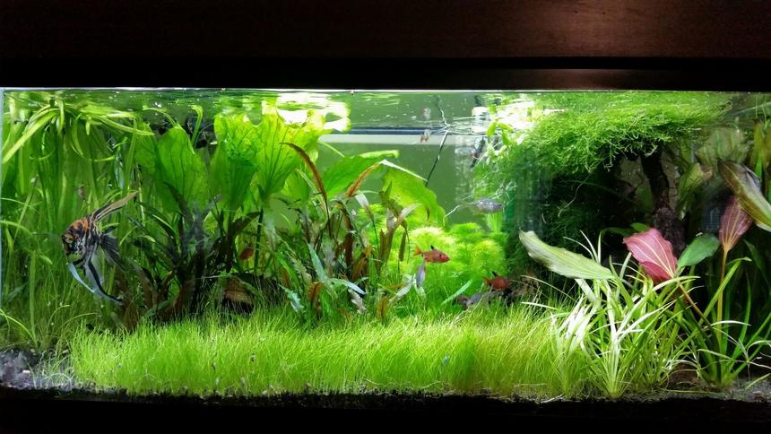 Rated #35: 45 Gallons Planted Tank - My Planted Tank
