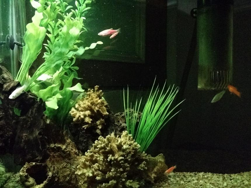 Rated #78: 30 Gallons Freshwater Fish Tank - Freshwater tank with plastic plants 1 driftwood and some decorative items Molliees zebra danios