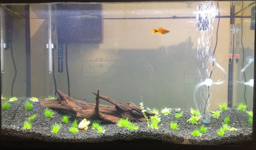 Rated #69: 30 Gallons Planted Tank - 30g freshly planted.